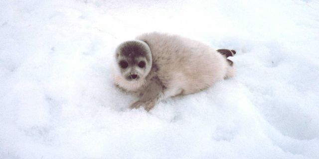 Spotted seal pup - Phoca largha. Picture