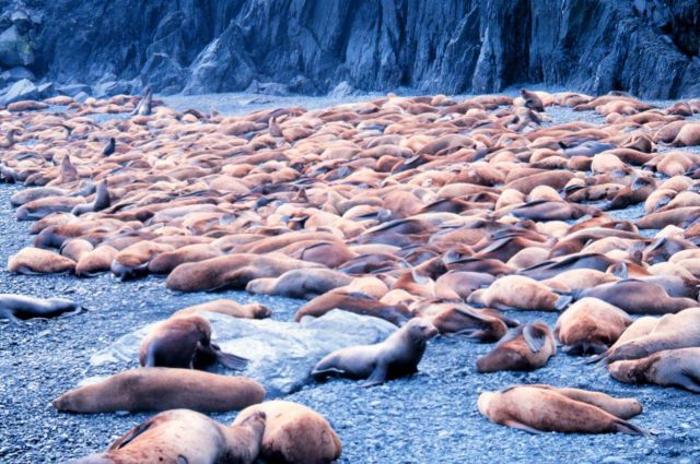 Steller sea lion - Eumetopias jubatus. Picture