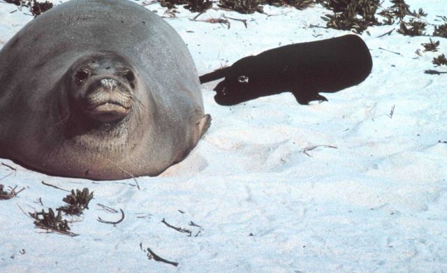 Hawaiian monk seal - Monachus schauinslandi. Picture