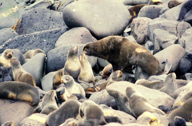 Bull fur seal with cows Picture