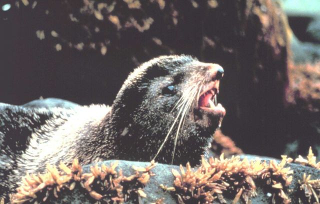 An Alaska fur seal - Callorhinus ursinus - in the rocky intertidal area of a Bering Sea Island. Picture