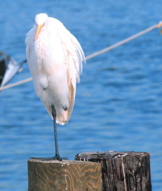 Egret. Picture