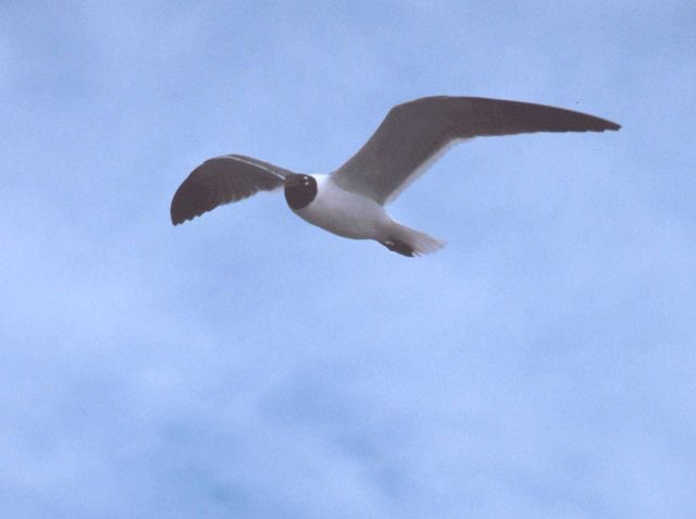 A laughing gull rides the wind over the NOAA Ship FERREL. Picture