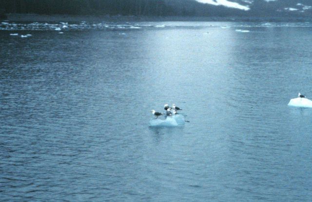 Gulls riding bergy bits. Picture