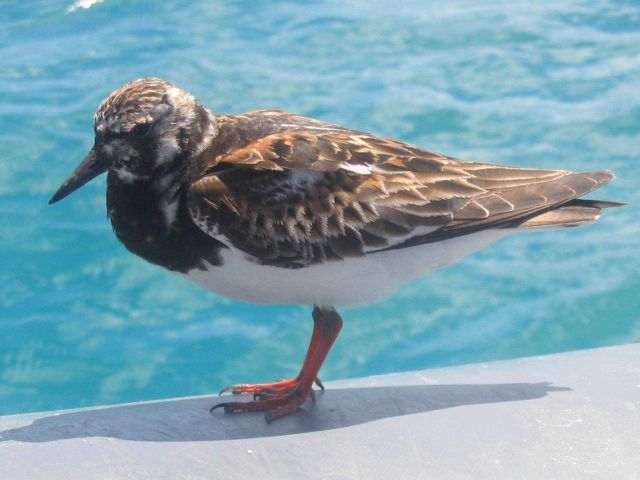 A ruddy turnstone, a migratory bird which migrates between Alaska and Hawaii. Picture