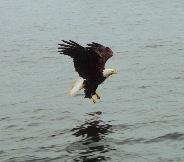Bald eagle on course to catch fish. Picture