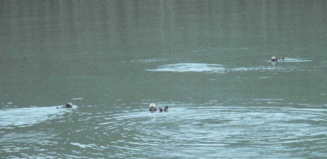 Sea otter - Enhydra lutris. Picture