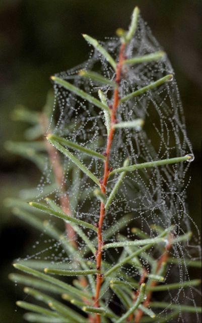 A dew-covered spider web. Picture