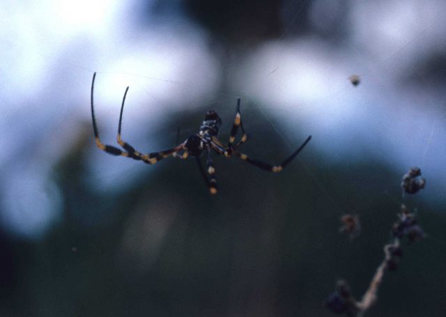 A large yellow and black spider. Picture