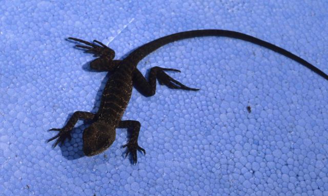 A large yellow and black lizard. Picture