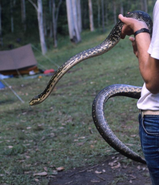 A large constricting snake. Picture