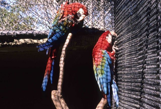 Green-winged macaws (Ara chloroptera). Picture