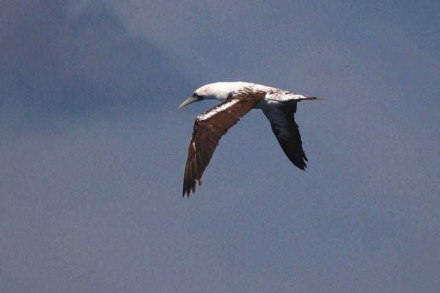 Masked booby, intermediate phase. Picture