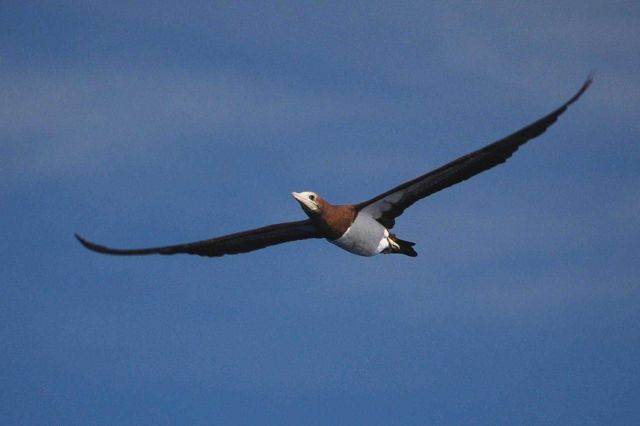 Juvenile brown booby in flight. Picture