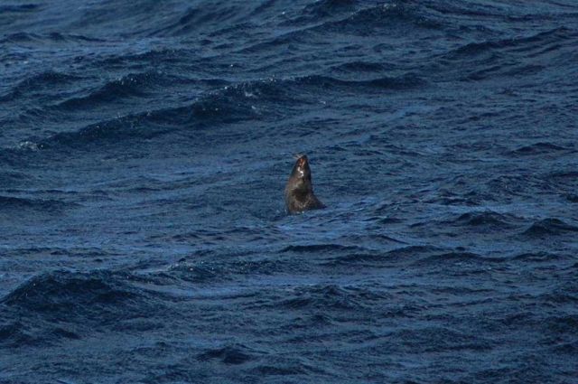 Jumping Antarctic fur seals. Picture