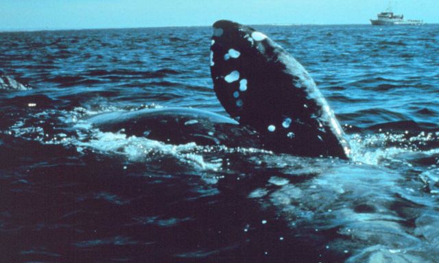 North Atlantic Right Whale off New England coast. Picture