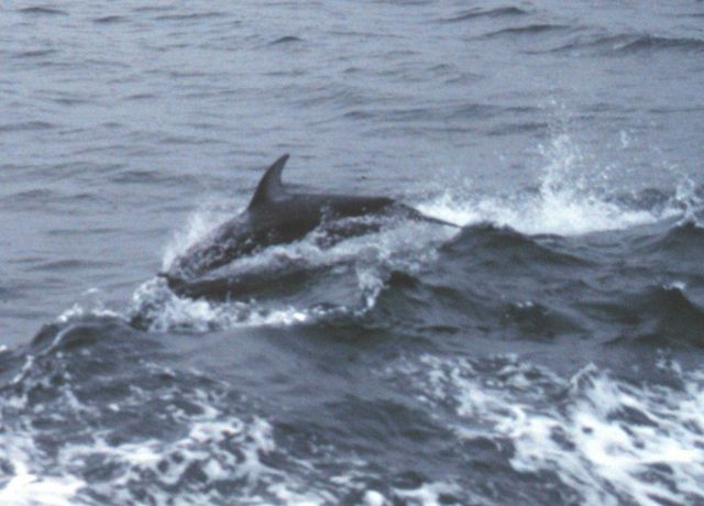 Dolphin riding in the bow wave of the NOAA Ship FERREL. Picture