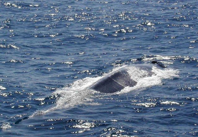 A large rorqual whale Picture