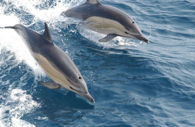 Common dolphin (Delphinus sp.) Picture