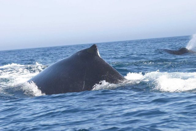 Humpback whale. Picture