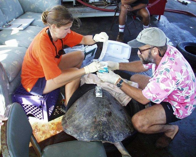 Scientist studying sea turtle after placing satellite transmitter on back. Picture