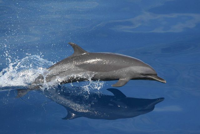 Spotted dolphin. Picture