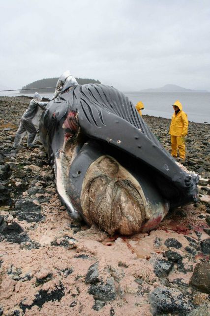 Volunteers with NMFS' Alaska Marine Mammal Stranding Network necropsy a humpback whale calf. Picture