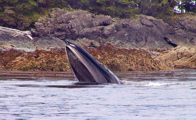 A humpback whale feeding on YOY pollock. Picture