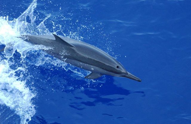 Spinner dolphin Picture