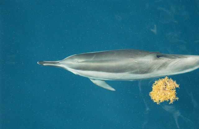 Spinner dolphin Picture