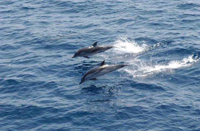 Striped dolphin Picture