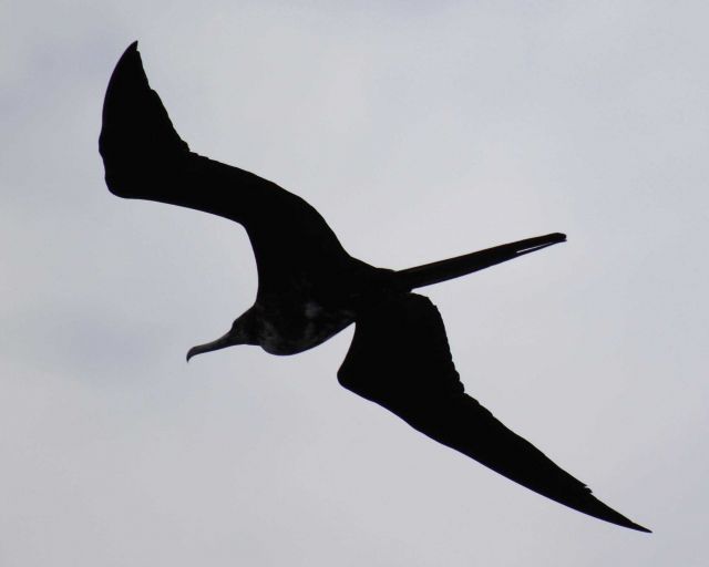 Frigatebird in flight Picture