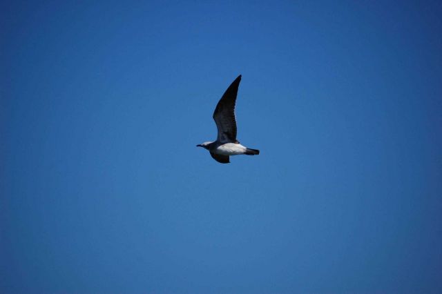 Gull in flight Picture