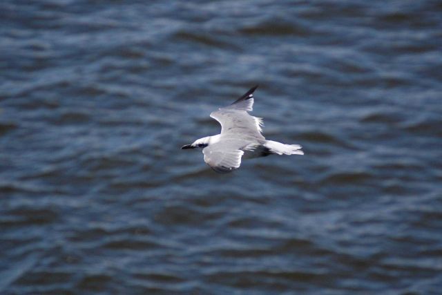 Tern in flight Picture