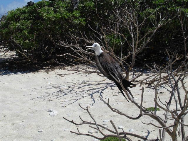 Juvenile frigate bird. Picture