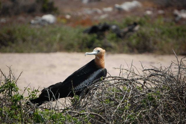 Juvenile great frigatebird. Picture