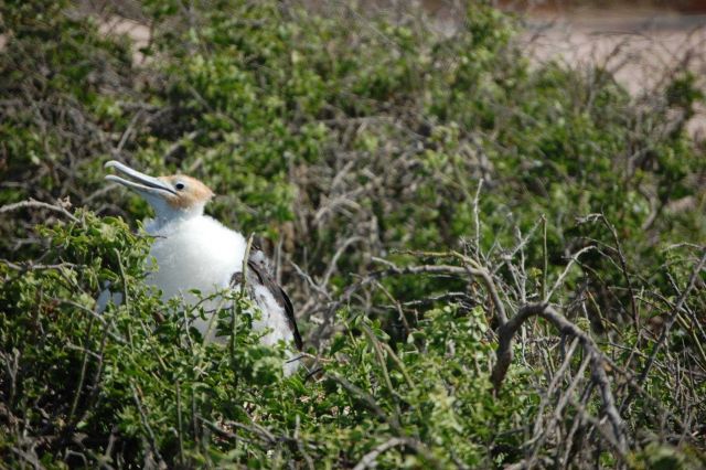 Juvenile great frigatebird. Picture