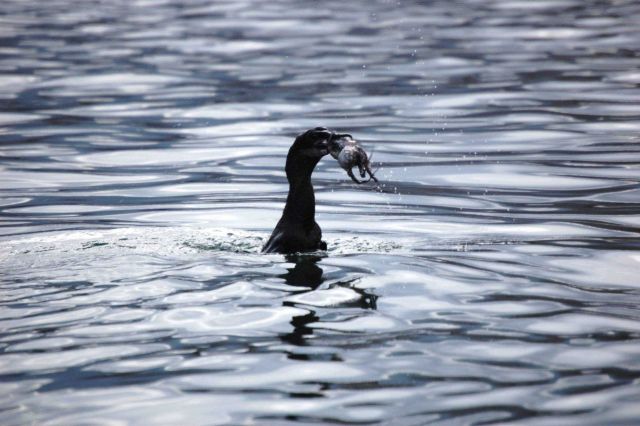 Flightless cormorant with octopus dinner. Picture