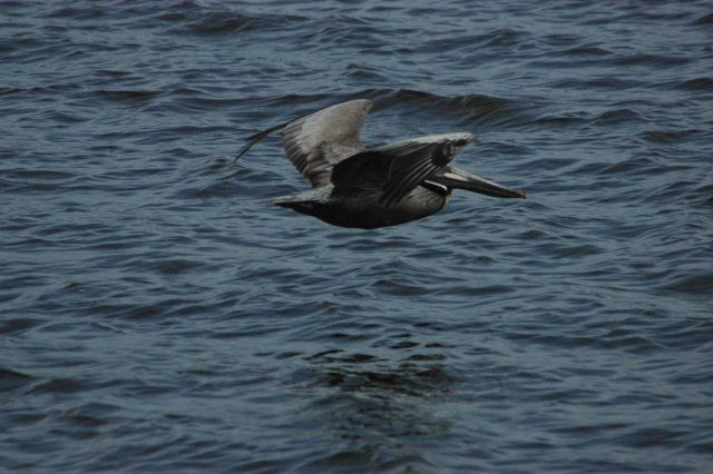 Brown pelican skimming the water Picture