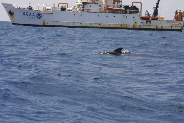 A pilot whale passing by the NOAA Ship DELAWARE II. Picture