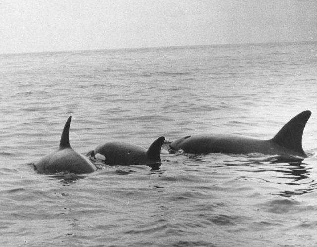 A pod of killer whales (Orcinus orca) Picture