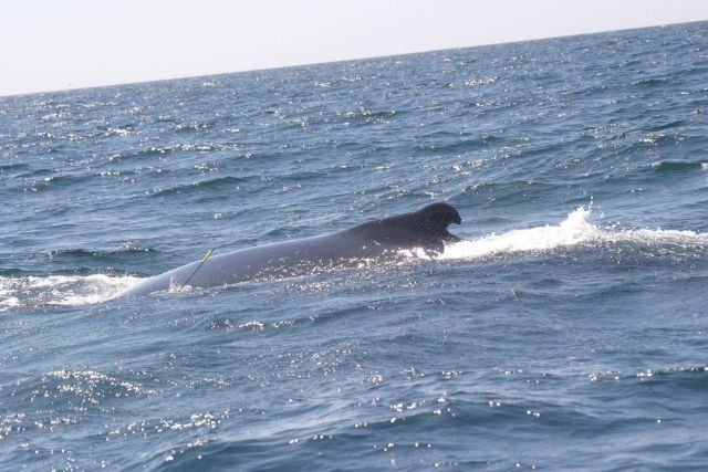 Whale studies off the NOAA Ship DELAWARE II. Picture