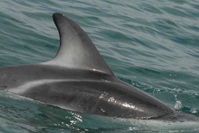 Dusky dolphin (Lagenorhynchus obscurus) Picture