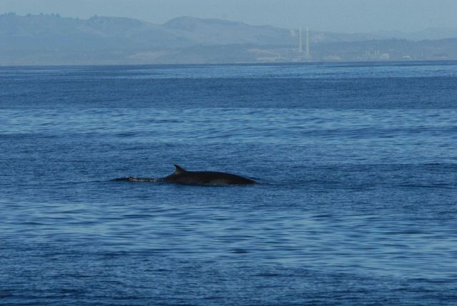 Minke whale off the 