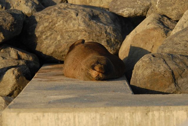 Southern fur seal Picture