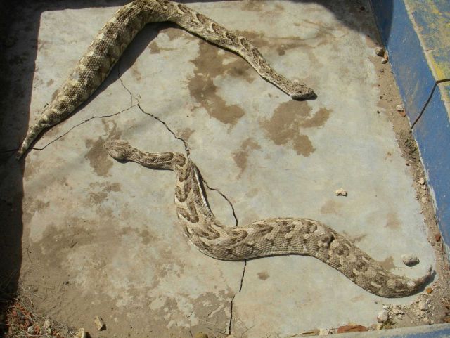 Puff adders, among the most deadly creatures on earth. Picture