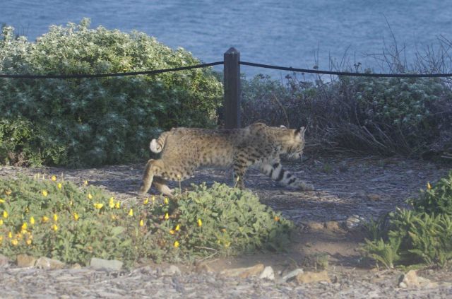 Bobcat roaming through the brush near the Piedras Blancas lighthouse Picture