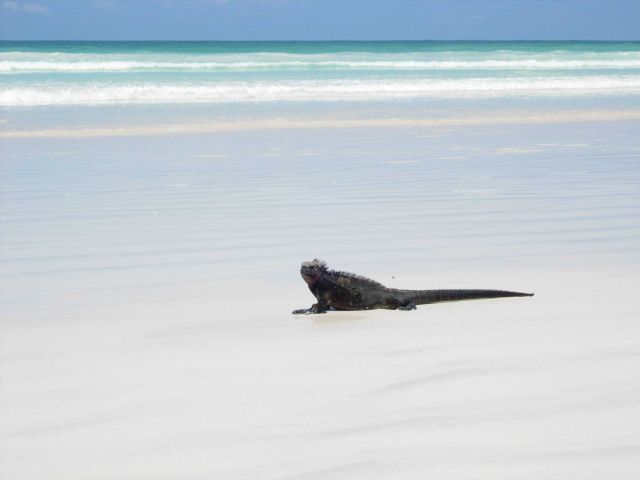 Iguana on the beach. Picture
