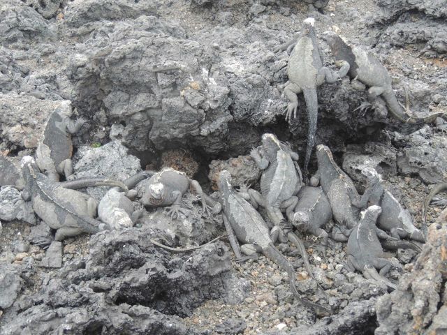 A large number of marine iguanas whose skin color blends right into the volcanic rocks of the Galapagos. Picture