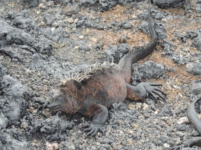 During mating season, sometimes male iguanas change to a reddish or brown color. Picture